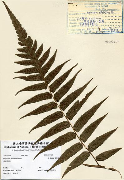 中文名：廣葉鋸齒雙蓋蕨 (H000721)學名： em Diplazium dilatatum Blume /em 