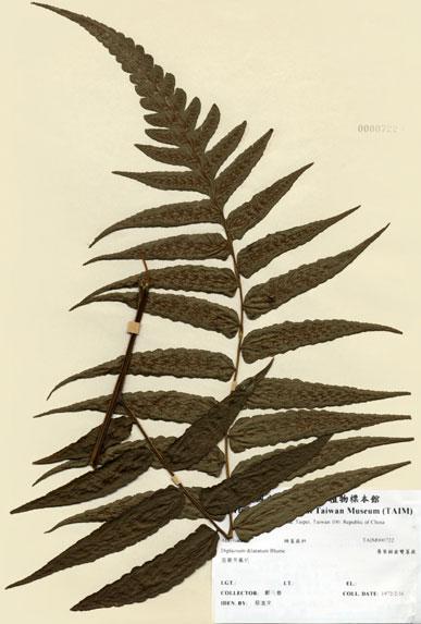 中文名：廣葉鋸齒雙蓋蕨 (H000722)學名： em Diplazium dilatatum Blume /em 