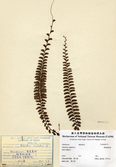 中文名：鞭葉鐵線蕨 (H000723)學名： em Adiantum caudatum L. /em 