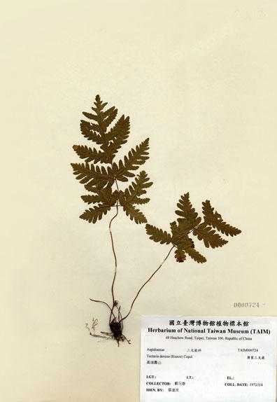 中文名：薄葉三叉蕨 (H000724)學名： em Tectaria devexa (Kunze) Copel. /em 