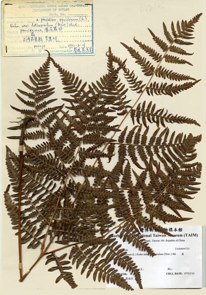 中文名：蕨 (H000725)學名： em Pteridium aquilinum (L.) Kuhn subsp. Latiusculum (Desv.) Shieh /em 