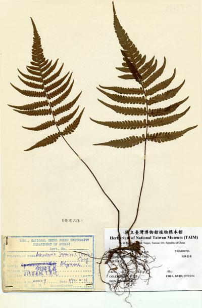 中文名：假蹄蓋蕨 (H000726)學名： em Athyriopsis japonica (Thunb.) Ching /em 
