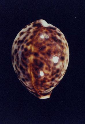 黑星寶螺( em Cypraea (Cypraea) tigris  /em )