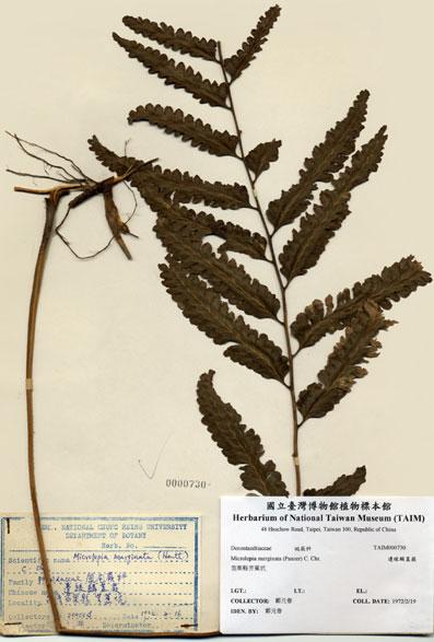 中文名：邊緣鱗蓋蕨 (H000730)學名： em Microlepia marginata (Panzer) C. Chr. var. marginata /em 