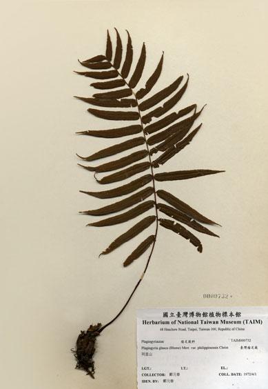 中文名：臺灣瘤足蕨 (H000732)學名： em Plagiogyria formosana Nakai /em 