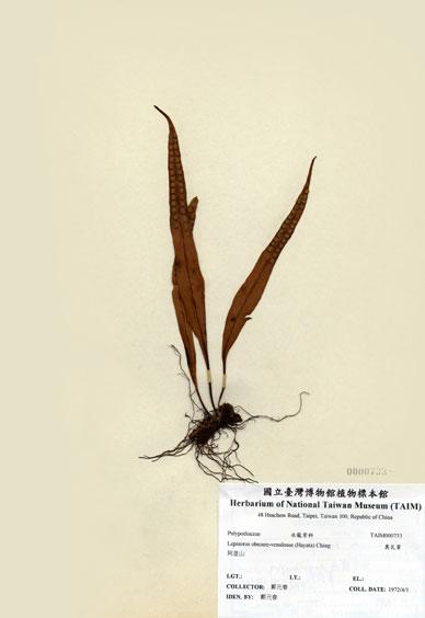 中文名：奧瓦葦 (H000733)學名： em Lepisorus obscure-venulosus (Hayata) Ching /em 
