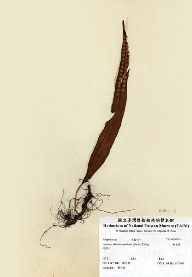 中文名：奧瓦葦 (H000734)學名： em Lepisorus obscure-venulosus (Hayata) Ching /em 
