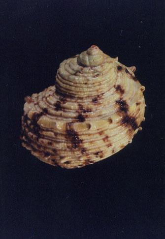 金口蠑螺( em Turbo (Marmarostoma) chrysostomus  /em )