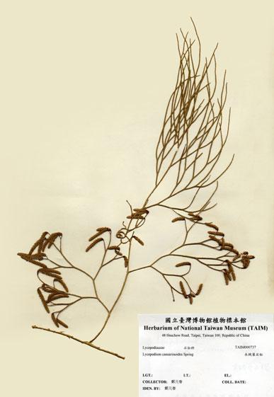 中文名：木賊葉石松 (H000737)學名： em Lycopodium casuarinoides Spring /em 