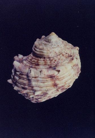 金口蠑螺( em Turbo (Marmarostoma) chrysostomus  /em )