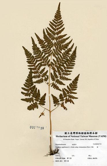 中文名：蕨 (H000739)學名： em Pteridium aquilinum (L.) Kuhn subsp. latiusculum (Desv.) Shieh /em 