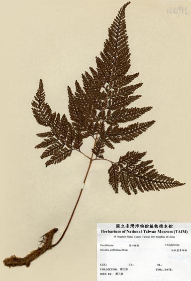 中文名：海州骨碎補 (H000740)學名： em Davallia mariesii Moore ex Bak. /em 