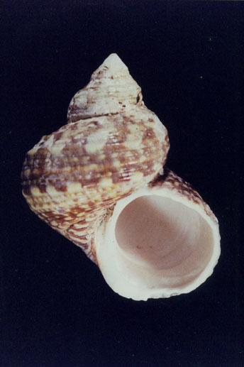 銀口蠑螺( em Turbo (Marmarostoma) argyrostoma  /em )