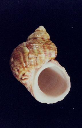 銀口蠑螺( em Turbo (Marmarostoma) argyrostoma  /em )