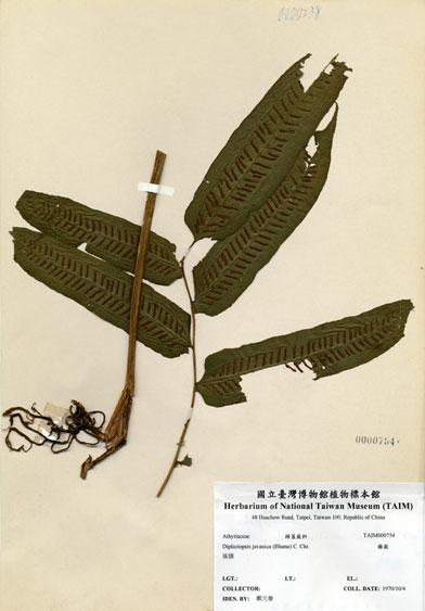 中文名：腸蕨 (H000754)學名： em Diplaziopsis javanica (Blume) C. Chr. /em 