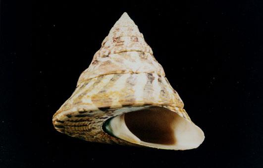 馬蹄鐘螺( em Tectus niloticus maximus  /em )