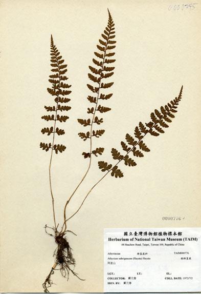 中文名：姬蹄蓋蕨 (H000776)學名： em Athyrium subrigescens (Hayata) Hayata /em 