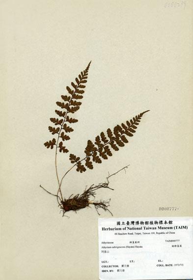 中文名：姬蹄蓋蕨 (H000777)學名： em Athyrium subrigescens (Hayata) Hayata /em 