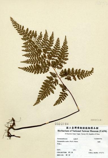 中文名：碗蕨 (H000784)學名： em Dennstaedtia scabra (Wall.) Moore /em 