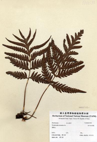 中文名：東方狗脊蕨 (H000785)學名： em Woodwardia orientalis Sw. /em 