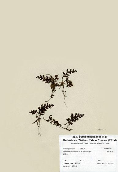 中文名：寬葉瓶蕨 (H000787)學名： em Vandenboschia latifrons (v. d. Bosch) Copel. /em 