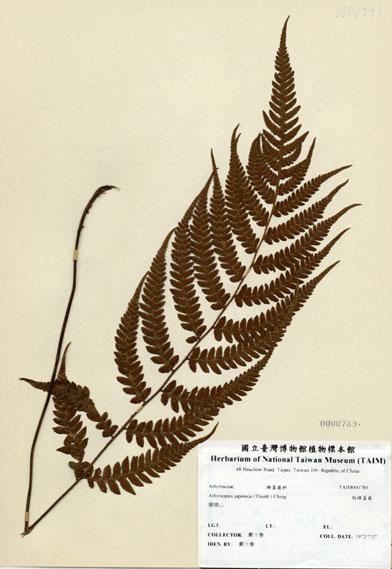 中文名：假蹄蓋蕨 (H000789)學名： em Athyriopsis japonica (Thunb.) Ching /em 