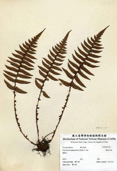 中文名：鞭葉耳蕨 (H000790)學名： em Polystichum lepidocaulon (Hook.) J. Sm. /em 