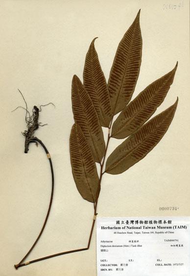 中文名：細柄雙蓋蕨 (H000791)學名： em Diplazium donianum (Mett.) Tard.-Blot /em 