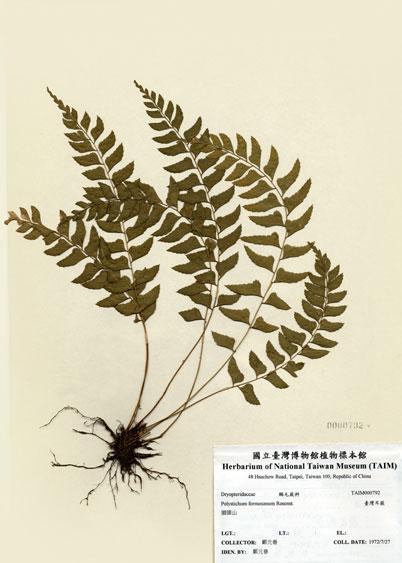 中文名：臺灣耳蕨 (H000792)學名： em Polystichum formosanum Rosenst. /em 