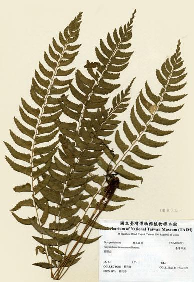 中文名：臺灣耳蕨 (H000793)學名： em Polystichum formosanum Rosenst. /em 