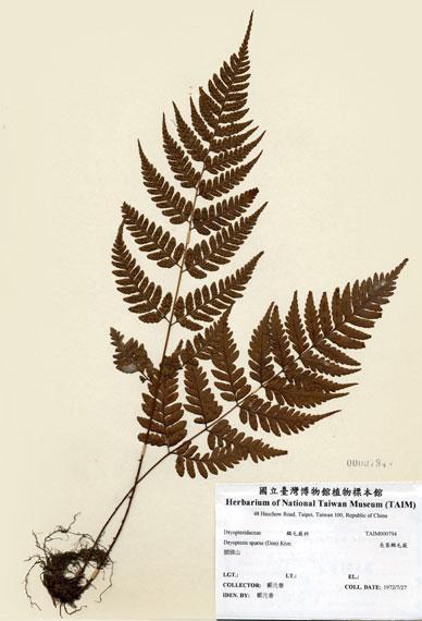 中文名：長葉鱗毛蕨 (H000794)學名： em Dryopteris sparsa (Don) Ktze. /em 