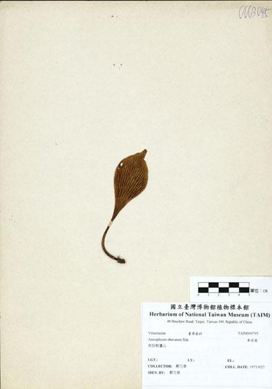 中文名：車前蕨 (H000795)學名： em Antrophyum obovatum Bak. /em 