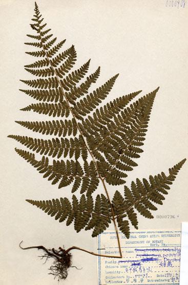中文名：姬蕨 (H000796)學名： em Hypolepia punctata (Thunb.) Merr. /em 