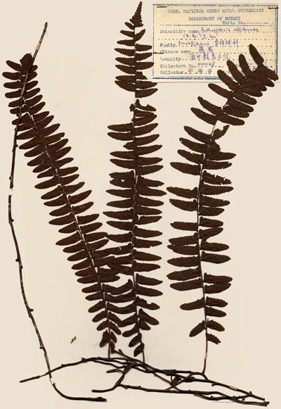 中文名：藤蕨 (H000798)學名： em Arthropteris palisotii (Desv.) Alston /em 