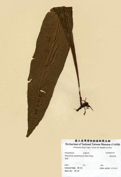 中文名：膜葉星蕨 (H000799)學名： em Microsorium membranaceum (Don) Ching /em 