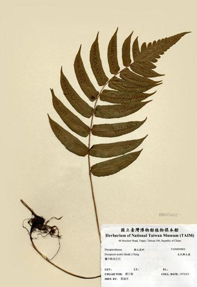 中文名：史氏鱗毛蕨 (H000802)學名： em Dryopteris scottii (Beddome) Ching /em 