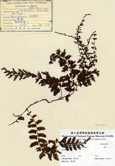 中文名：瓶蕨 (H000803)學名： em Vandenboschia auriculata (Blume) Copel. /em 