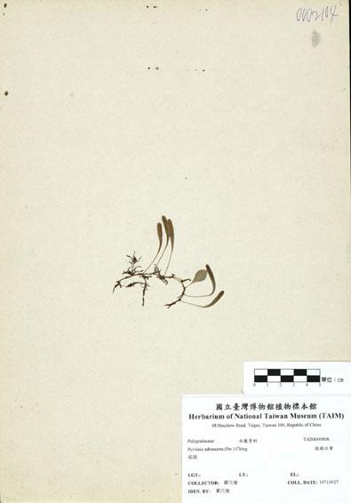 中文名：抱樹蕨 (H000808)學名： em Lemmaphyllum microphyllum Presl /em 