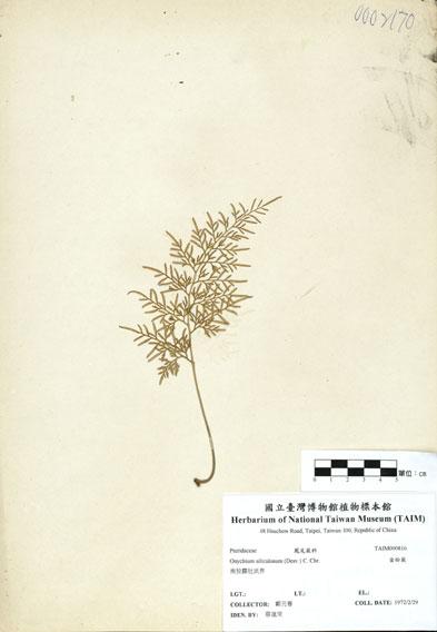 中文名：金粉蕨 (H000816)學名： em Onychium siliculosum (Desv.) C. Chr. /em 