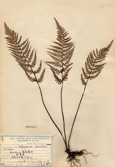 中文名：粉葉蕨 (H000819)學名： em Pityrogramma calomelanos (L.) Link /em 
