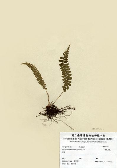 中文名：韓氏耳蕨 (H000821)學名： em Polystichum hancockii (Hance) Diels /em 
