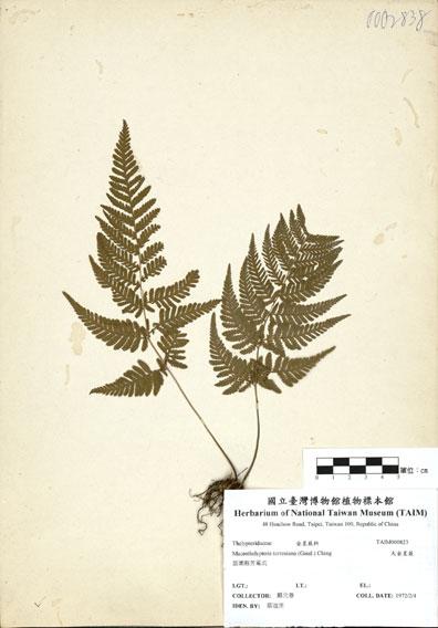中文名：大金星蕨 (H000823)學名： em Macrothelypteris torresiana (Gaud.) Ching /em 