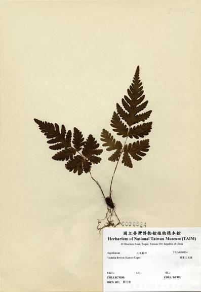 中文名：薄葉三叉蕨 (H000824)學名： em Tectaria devexa (Kunze) Copel. /em 