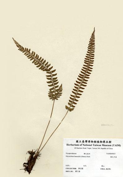 中文名：韓氏耳蕨 (H000825)學名： em Polystichum hancockii (Hance) Diels /em 