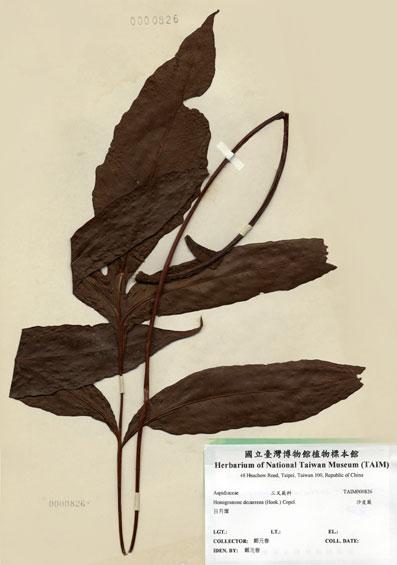 中文名：沙皮蕨 (H000826)學名： em Hemigramme decurrens (Hook.) Copel. /em 