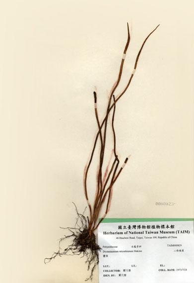中文名：二條線蕨 (H000829)學名： em Drymotaenium miyoshianum Makino /em 