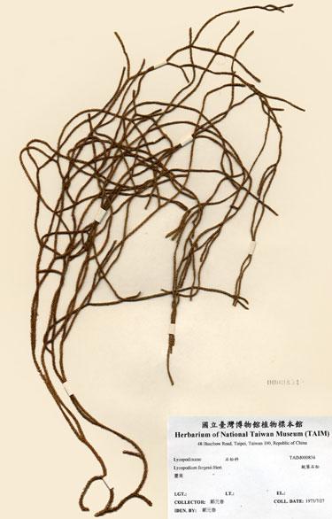 中文名：銳葉石松 (H000834)學名： em Lycopodium fargesii Hert. /em 