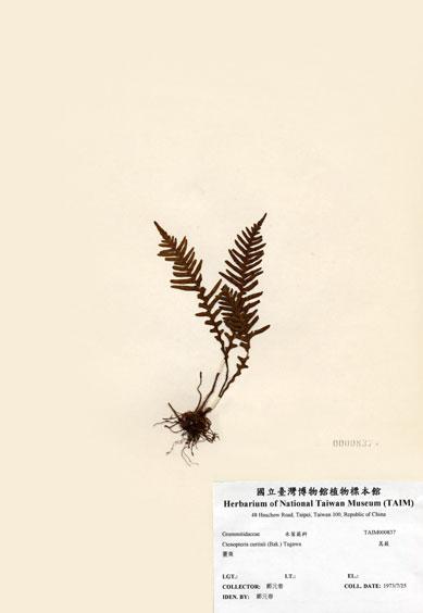 中文名：蒿蕨 (H000837)學名： em Ctenopteris curtisii (Bak.)  Copel. /em 