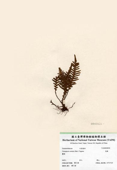 中文名：蒿蕨 (H000838)學名： em Ctenopteris curtisii (Bak.)  Copel. /em 
