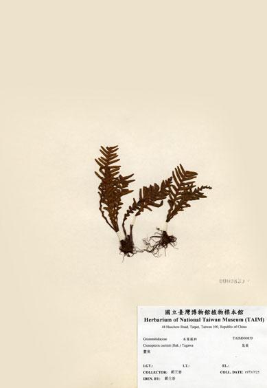 中文名：蒿蕨 (H000839)學名： em Ctenopteris curtisii (Bak.)  Copel. /em 